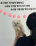 도로시펫 부산본점 분양후기 사진