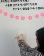 도로시펫 부산본점 분양후기 사진